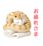 シシバナヘビの日常スタンプ（個別スタンプ：7）