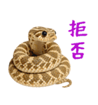 シシバナヘビの日常スタンプ（個別スタンプ：12）