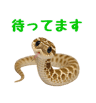 シシバナヘビの日常スタンプ（個別スタンプ：13）