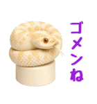 シシバナヘビの日常スタンプ（個別スタンプ：27）