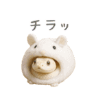 シシバナヘビの日常スタンプ（個別スタンプ：29）