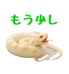 シシバナヘビの日常スタンプ（個別スタンプ：33）