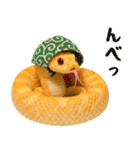 シシバナヘビの日常スタンプ（個別スタンプ：40）