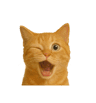 猫 の 変顔（個別スタンプ：1）