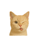 猫 の 変顔（個別スタンプ：3）