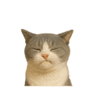 猫 の 変顔（個別スタンプ：5）