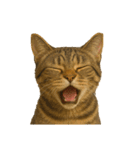 猫 の 変顔（個別スタンプ：9）