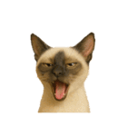 猫 の 変顔（個別スタンプ：10）