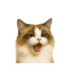 猫 の 変顔（個別スタンプ：16）