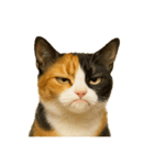 猫 の 変顔（個別スタンプ：17）