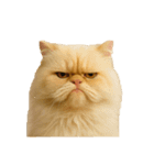 猫 の 変顔（個別スタンプ：40）