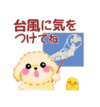 かわいいトイプードルの夏（個別スタンプ：24）