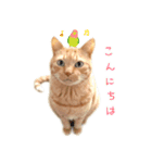 茶トラ猫 毎日 スタンプ（個別スタンプ：2）