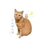 茶トラ猫 毎日 スタンプ（個別スタンプ：3）