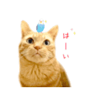 茶トラ猫 毎日 スタンプ（個別スタンプ：5）