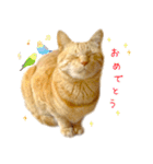 茶トラ猫 毎日 スタンプ（個別スタンプ：10）