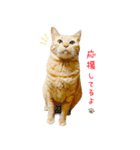 茶トラ猫 毎日 スタンプ（個別スタンプ：22）