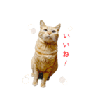 茶トラ猫 毎日 スタンプ（個別スタンプ：26）
