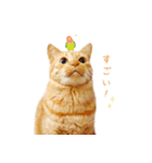 茶トラ猫 毎日 スタンプ（個別スタンプ：29）