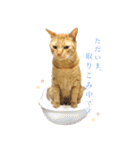 茶トラ猫 毎日 スタンプ（個別スタンプ：36）