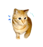 茶トラ猫 毎日 スタンプ（個別スタンプ：37）