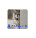サイベリアンのふく（個別スタンプ：1）
