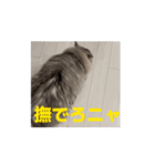 サイベリアンのふく（個別スタンプ：2）