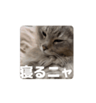 サイベリアンのふく（個別スタンプ：4）