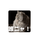 サイベリアンのふく（個別スタンプ：5）