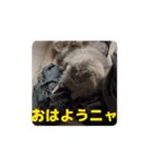 サイベリアンのふく（個別スタンプ：6）
