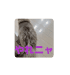 サイベリアンのふく（個別スタンプ：7）