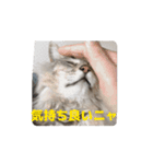 サイベリアンのふく（個別スタンプ：9）