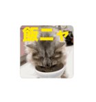 サイベリアンのふく（個別スタンプ：11）