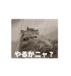 サイベリアンのふく（個別スタンプ：12）