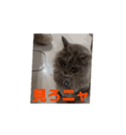 サイベリアンのふく（個別スタンプ：13）