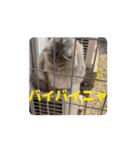 サイベリアンのふく（個別スタンプ：16）