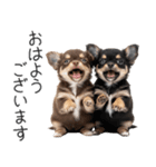 毎日使える！夏のチワワ（個別スタンプ：1）