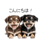 毎日使える！夏のチワワ（個別スタンプ：2）