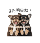 毎日使える！夏のチワワ（個別スタンプ：4）