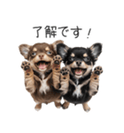 毎日使える！夏のチワワ（個別スタンプ：7）