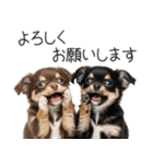 毎日使える！夏のチワワ（個別スタンプ：8）