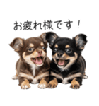 毎日使える！夏のチワワ（個別スタンプ：9）