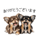 毎日使える！夏のチワワ（個別スタンプ：10）