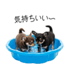 毎日使える！夏のチワワ（個別スタンプ：14）