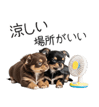 毎日使える！夏のチワワ（個別スタンプ：16）