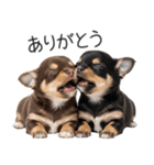 毎日使える！夏のチワワ（個別スタンプ：17）