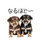 毎日使える！夏のチワワ（個別スタンプ：18）