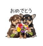 毎日使える！夏のチワワ（個別スタンプ：19）