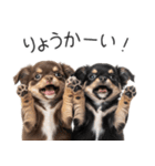 毎日使える！夏のチワワ（個別スタンプ：21）