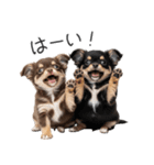 毎日使える！夏のチワワ（個別スタンプ：25）